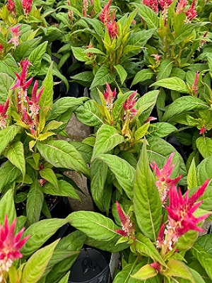 CELOSIA Kelos Fire Red